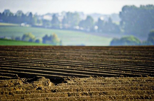 У травні аграріям пропонують придбати на Херсонщині права на оренду 19 земельних ділянок